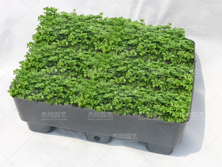 PP花盆?？? title=